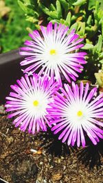 High angle view of purple flowering plant on field