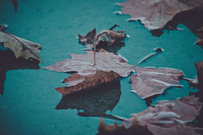 High angle view of dry leaves floating on water