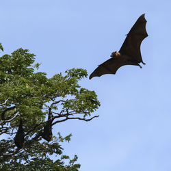 Low angle view of bird flying against clear sky