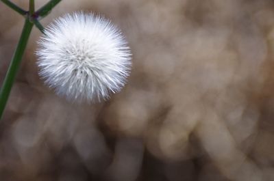 Close-up of dandelion flower