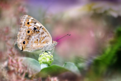 Close-up of butterfly pollinating on flower