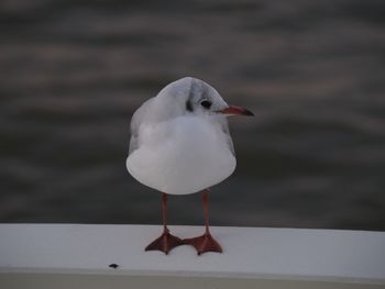 Close-up of seagull perching on railing