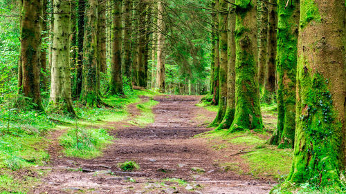 Footpath amidst trees in forest