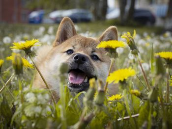 Close-up of dog