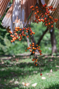 Close-up of berries growing on tree