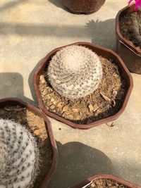 High angle view of potted plant on stone