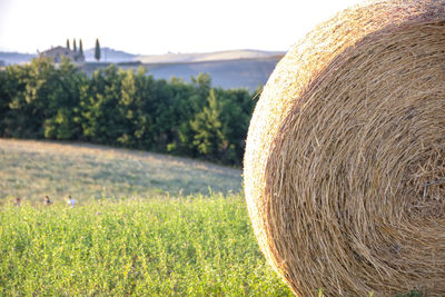 Hay bales on field