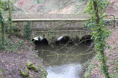 High angle view of ivy growing on tree