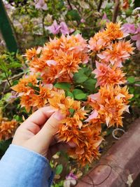 Close-up of hand holding flowering plant