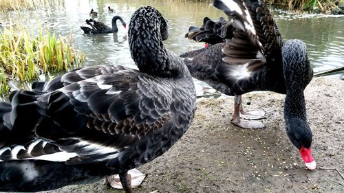 Bird swimming in water