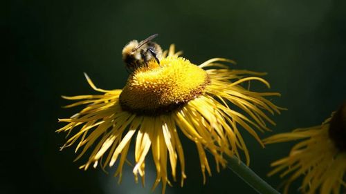 Close-up of bee pollinating flower