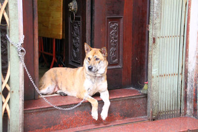 Portrait of dog sitting by door