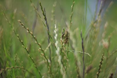 Close-up of crop growing on field