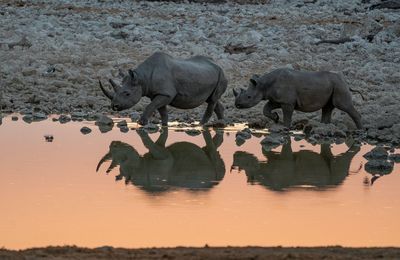 High angle view of rhino on field