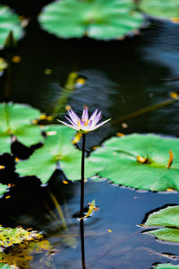 Close-up of lotus water lily