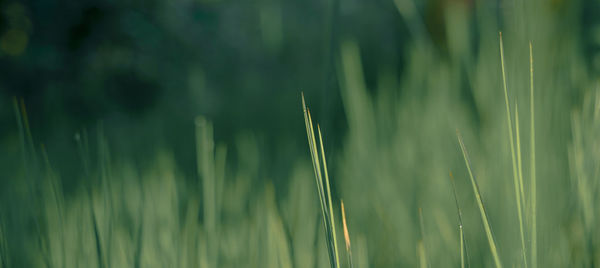 Close-up of crops growing on field