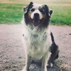 Close-up of dog on field