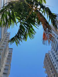 Low angle view of palm tree and building against sky