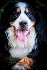 Close-up portrait of dog