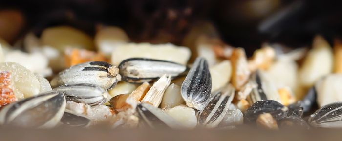 Panoramic view of sunflower seeds in birdhouse