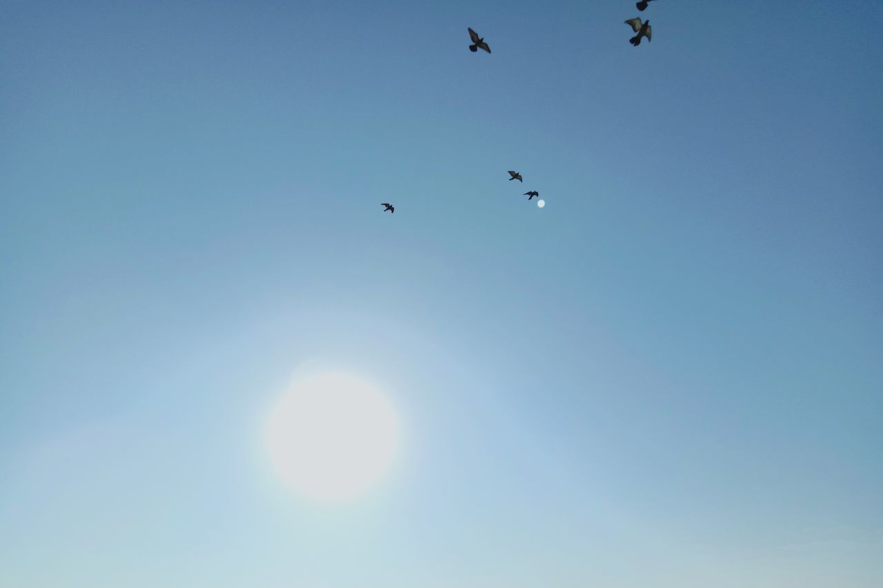 LOW ANGLE VIEW OF BIRDS FLYING AGAINST SKY