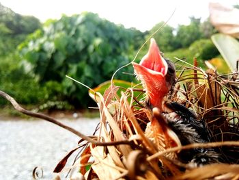 Close-up of insect on plant