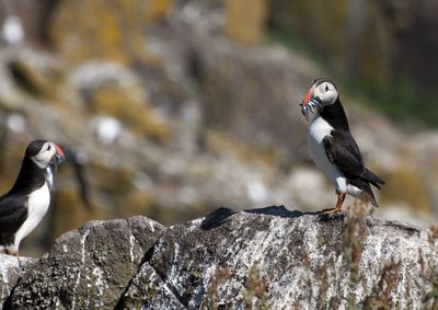 Close-up of birds perching on rock