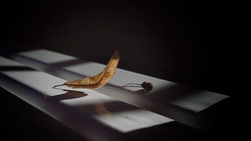 Close-up of an animal on table