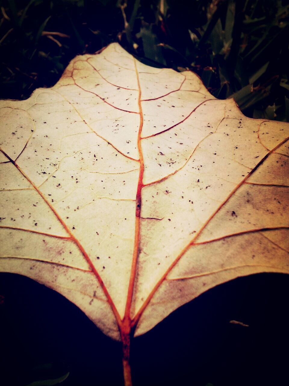 leaf, leaf vein, close-up, dry, nature, shadow, natural pattern, high angle view, plant, sunlight, autumn, fragility, outdoors, leaves, focus on foreground, growth, no people, day, maple leaf, change