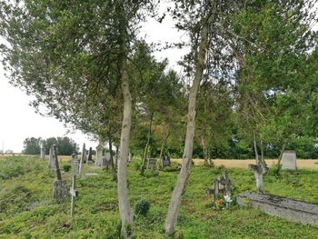 Trees on field against sky