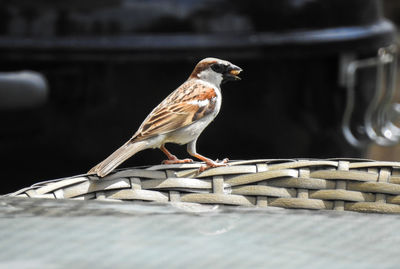 Close-up of bird perching on wicker basket