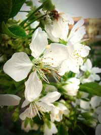 Close-up of fresh white flowers on tree