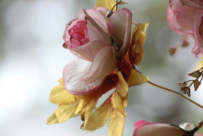 Close-up of wilted rose