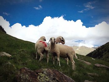 Sheep standing on mountain against cloudy sky