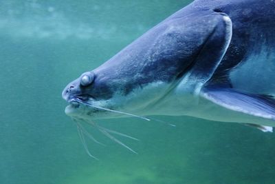 Close-up of catfish in sea