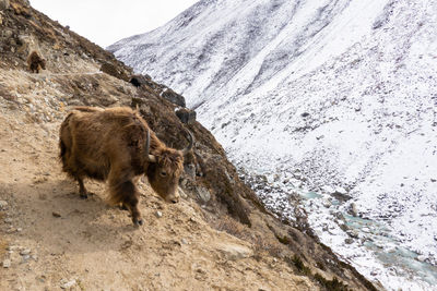 View of an animal on snow covered land