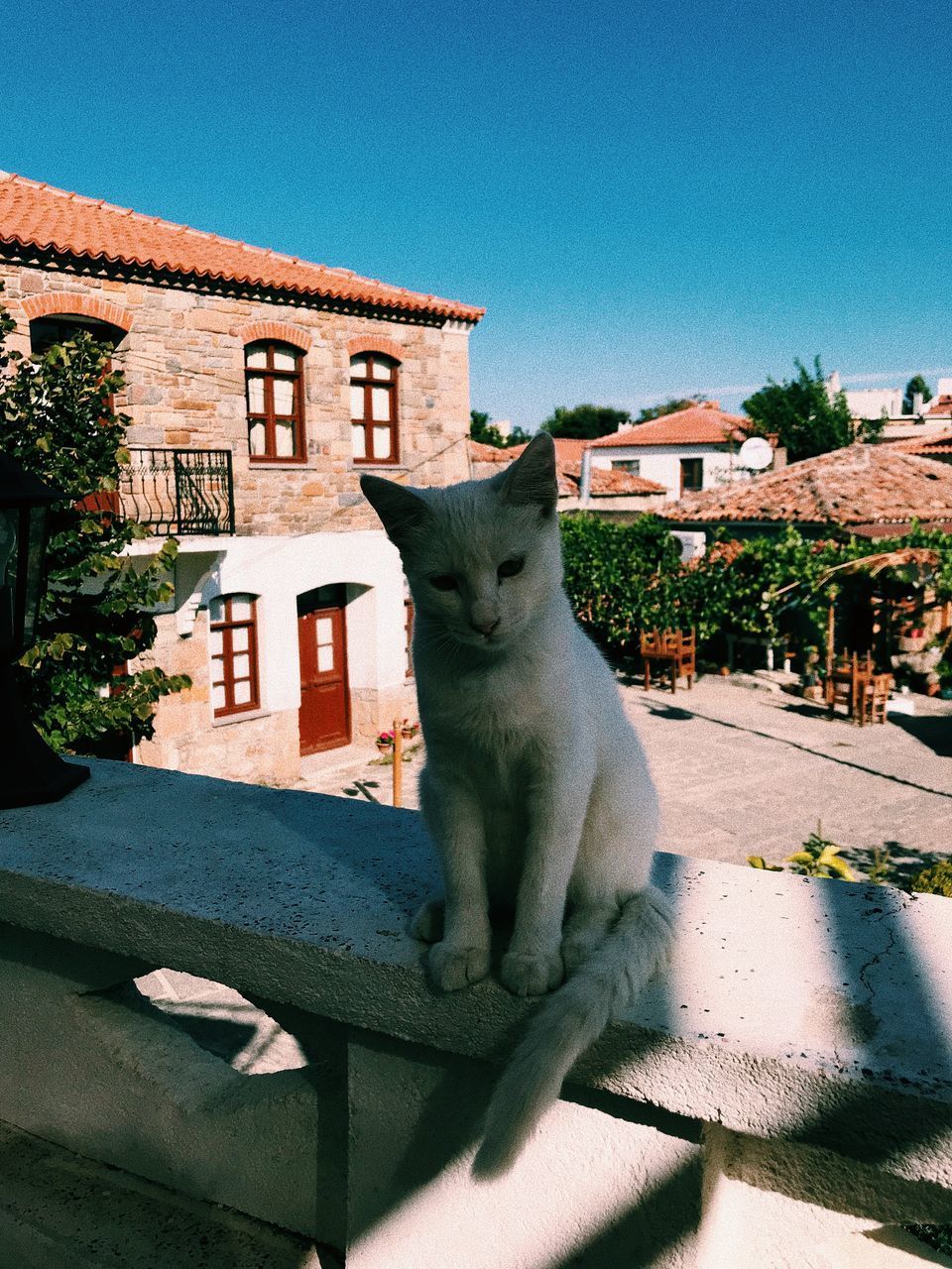 CAT LOOKING AT BUILDING AGAINST SKY