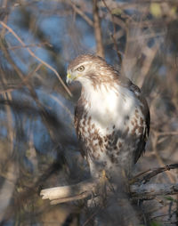 Red-tail hawk