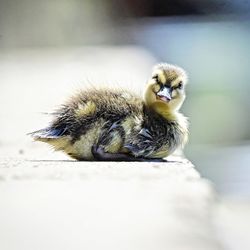 Close-up of bird