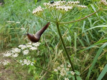 Close-up of snail on plant