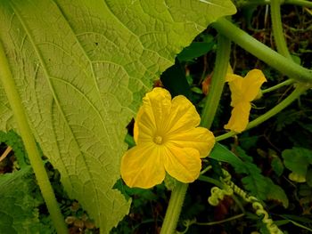 Close-up of yellow flowering plant