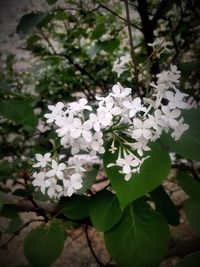 Close-up of white flowers blooming on tree