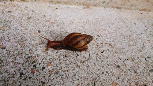 High angle view of snail on land