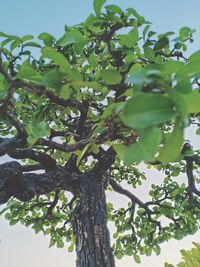 Low angle view of tree against sky