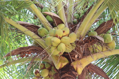 Low angle view of fruits growing on tree