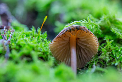 Close-up of mushroom growing on field