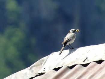 Bird perching on railing