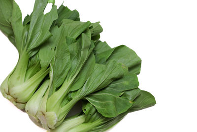 Close-up of lettuce against white background