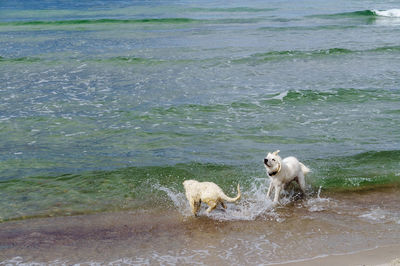 Dogs running at beach