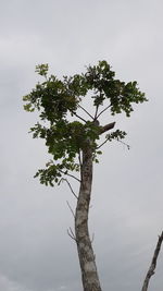 Low angle view of tree against sky